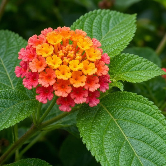 Lantana 'Radiation' bare-root starter plant
