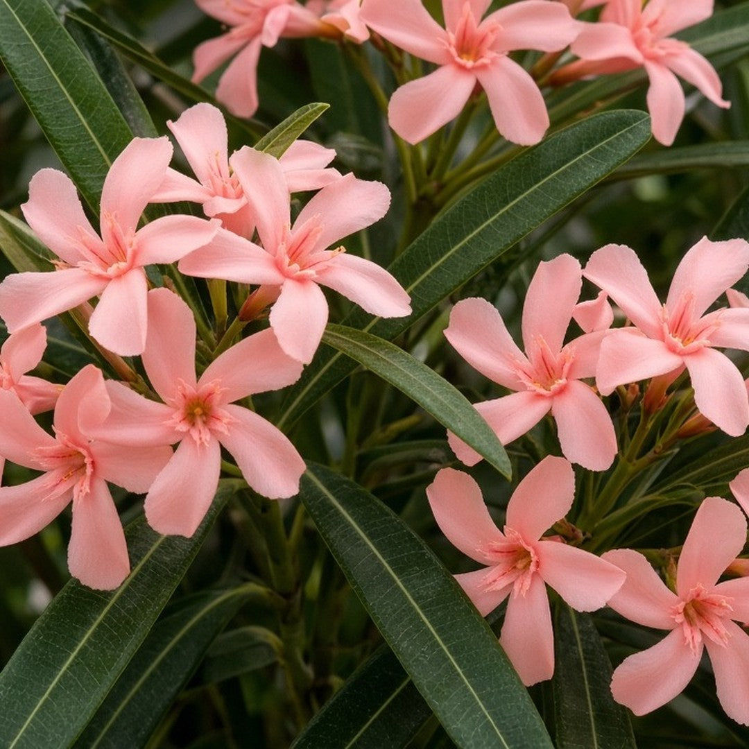 Dwarf Oleander 'Salmon' live plant ready to ship