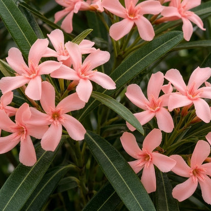 Dwarf Oleander 'Salmon' live plant ready to ship