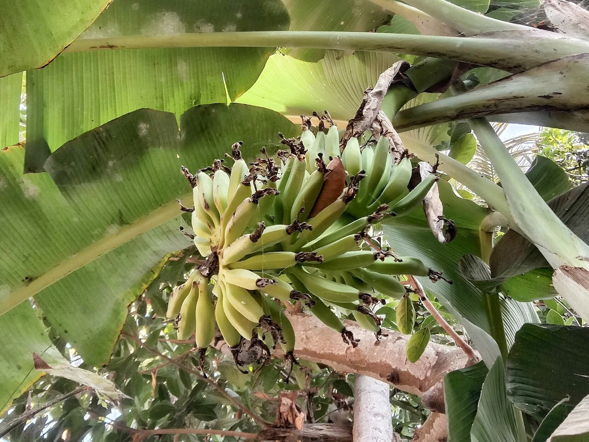 Banana 'Tropicana' bare-root starter plant