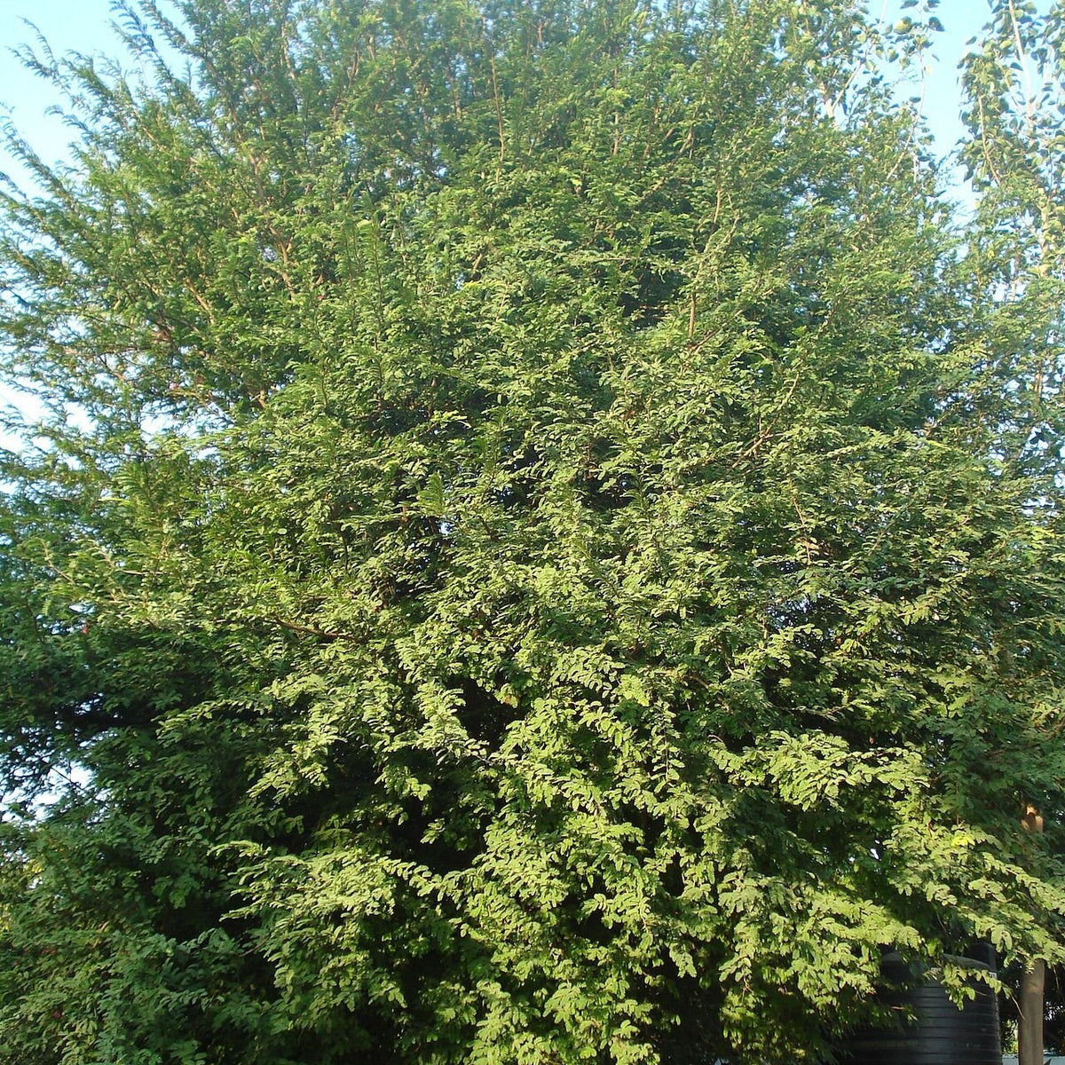 Tamarind Tree live plant pack of 2
