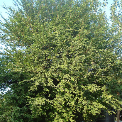 Tamarind Tree live plant pack of 2