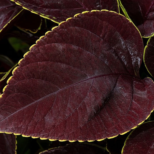 Coleus 'Ox Blood' bare-root starter plant