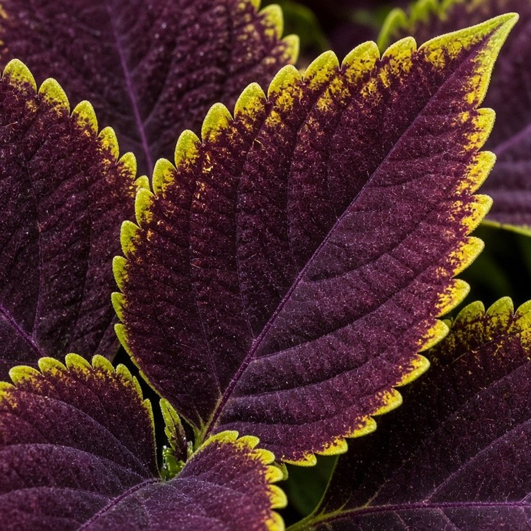 Coleus 'Robyn' live plant ready to ship