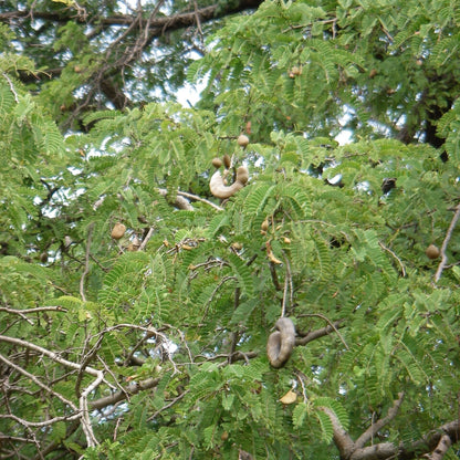 Tamarind Tree live plant from Florida Plants Nursery