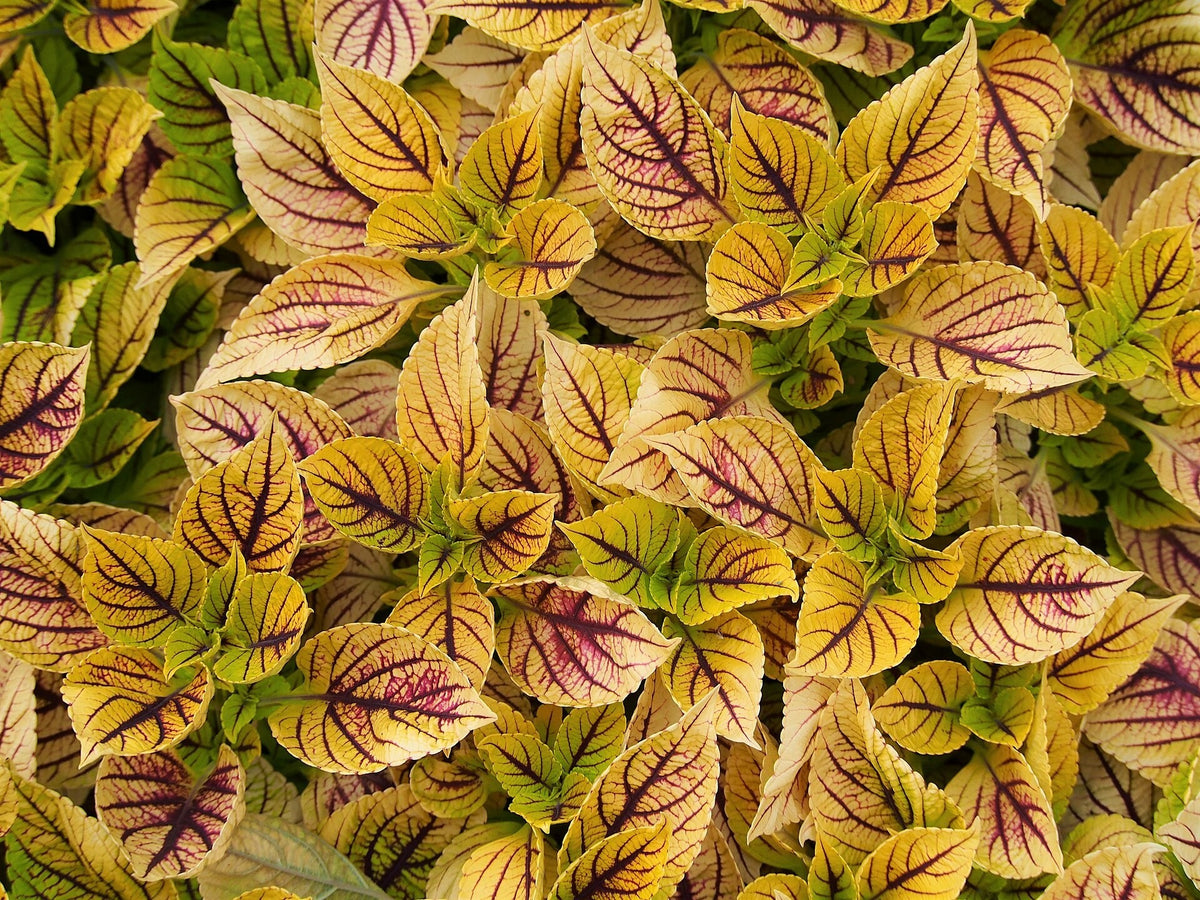 Coleus 'Gays Delight' live plant ready to ship