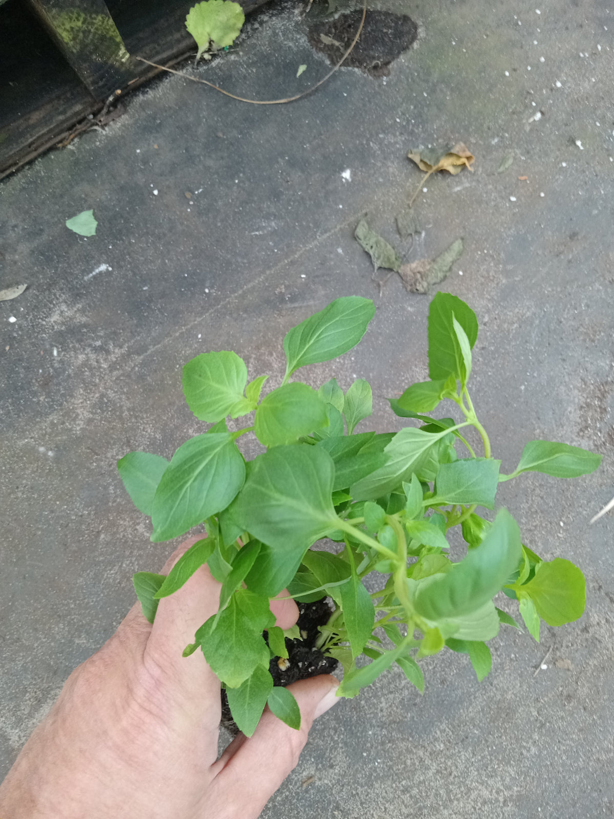 Greek Basil live plant ready to ship