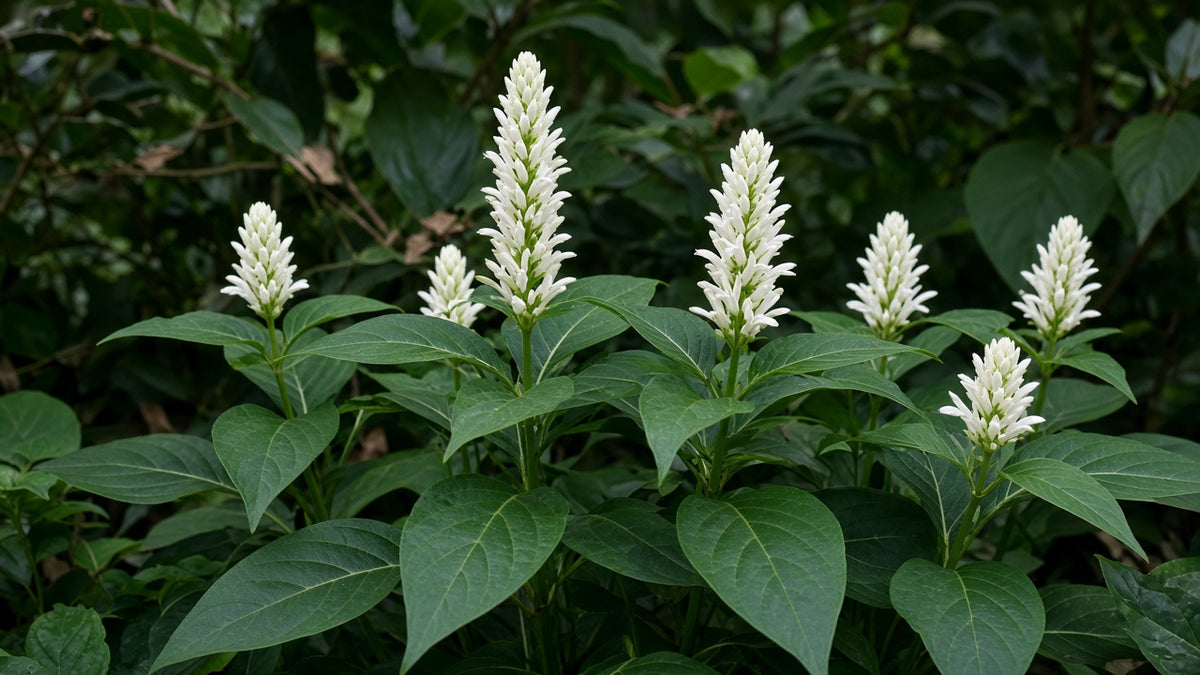 Whitfieldia 'White Candle' Shrimp Plant bare-root starter plant