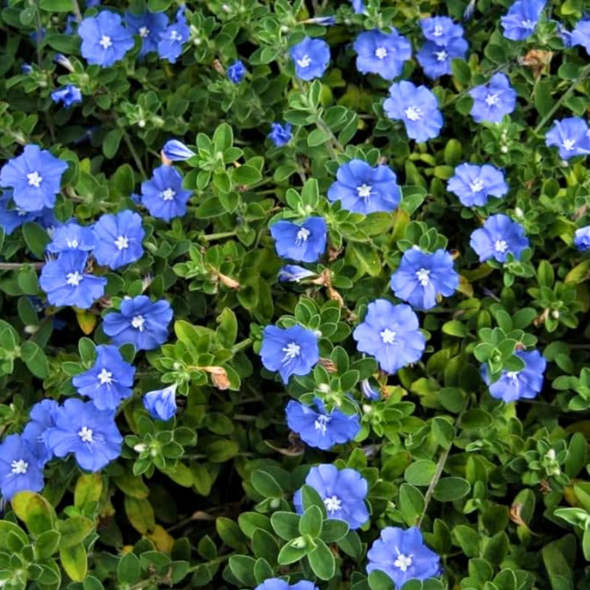 Evolvulus 'Beach Bum Dwarf' live plant from Florida Plants Nursery