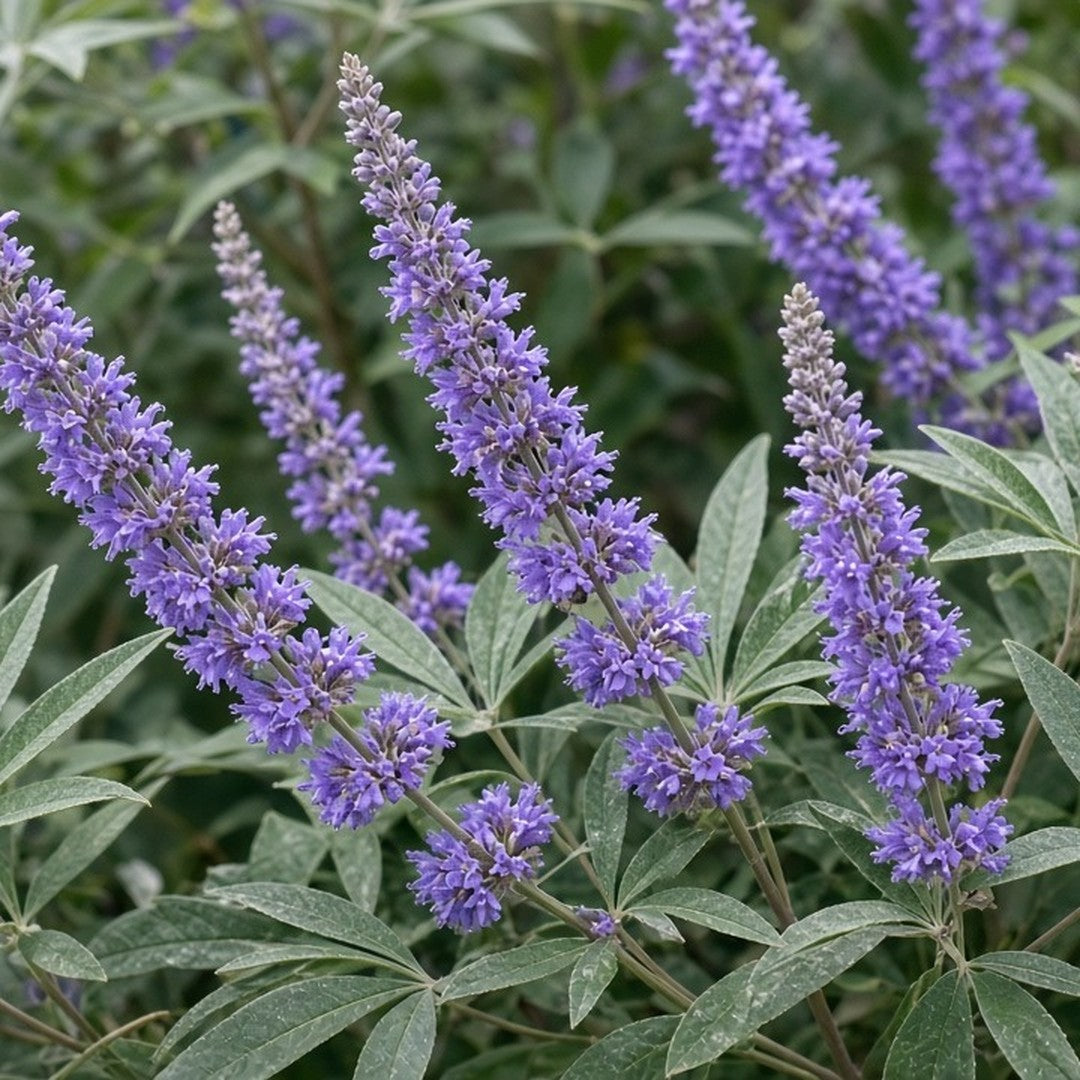 Vitex 'Shoal Creek' (Chaste Tree) bare-root starter plant