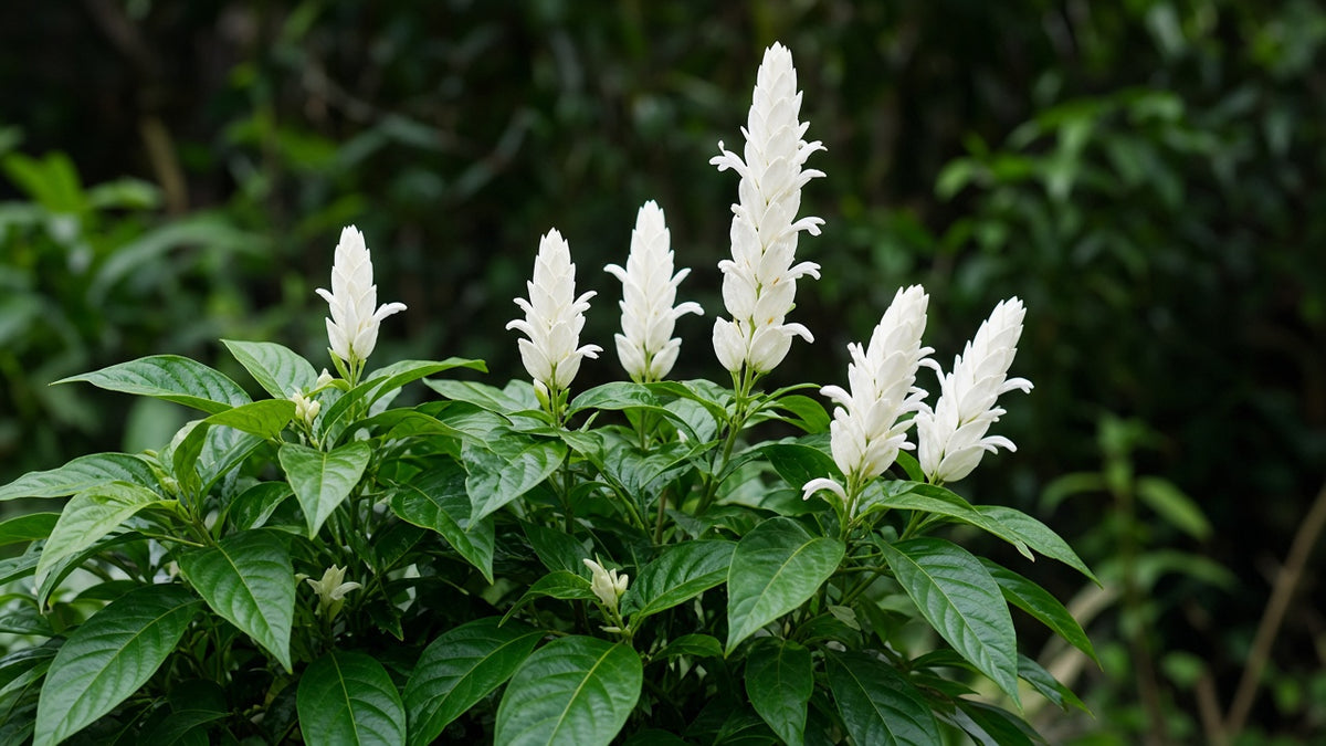Whitfieldia 'White Candle' Shrimp Plant live plant pack of 2