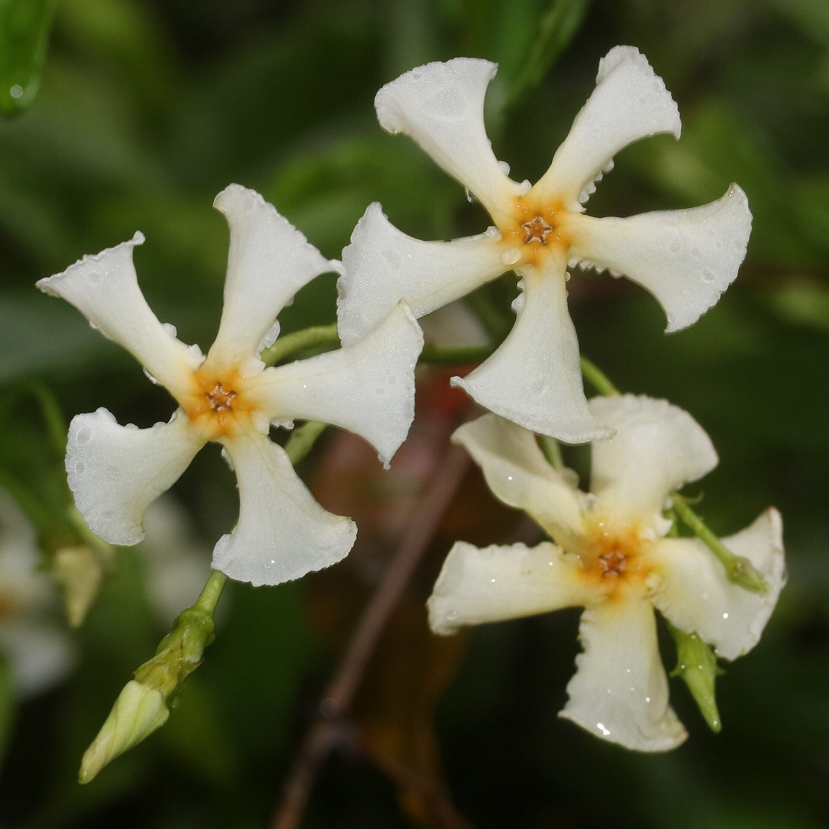 Asiatic Jasmine live plant for sale