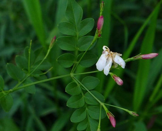 Jasminum officinale 'Flore Pleno' Poet's Jasmine bare-root starter plant