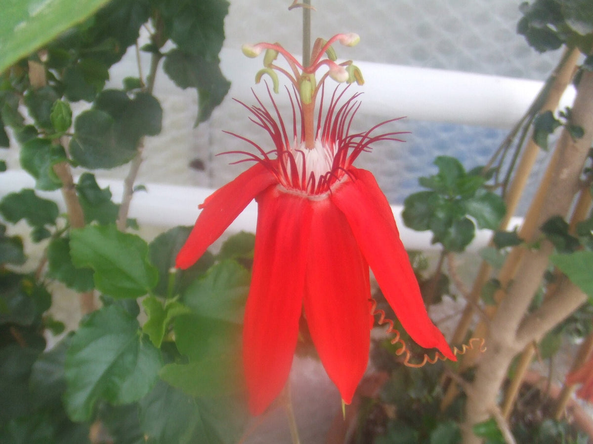 Passiflora vitifolia (Scarlet Passion Flower) live plant from Florida Plants Nursery