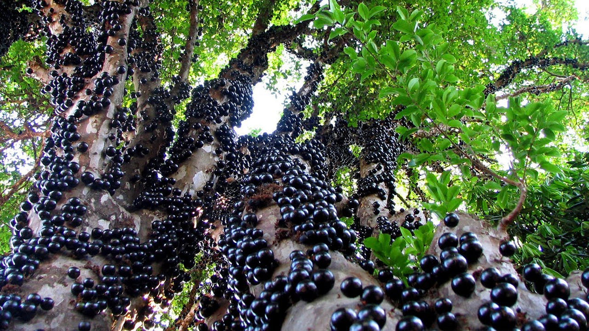 Jaboticaba (Brazilian Grape Tree) live plant from Florida Plants Nursery