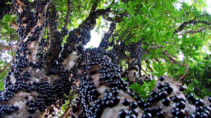 Jaboticaba (Brazilian Grape Tree) live plant from Florida Plants Nursery