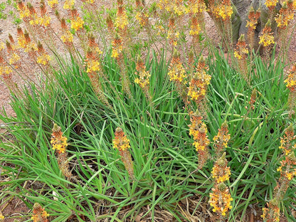 Bulbine 'Hallmark Orange' live plant from Florida Plants Nursery