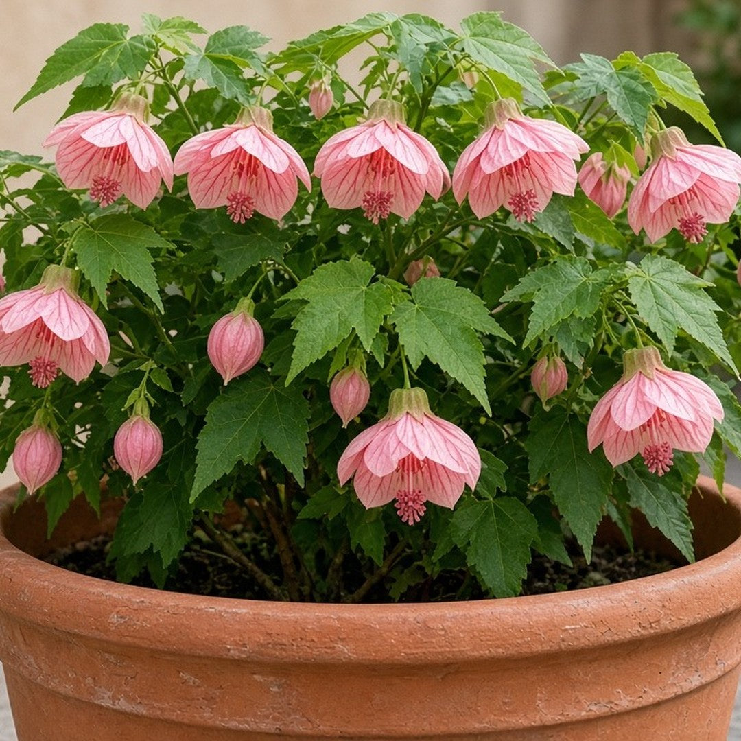 Abutilon 'Pink' (Flowering Maple) live plant ready to ship
