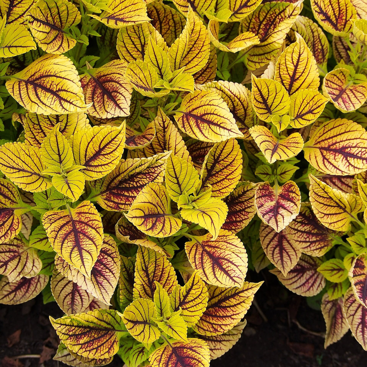 Coleus 'Gays Delight' bare-root starter plant