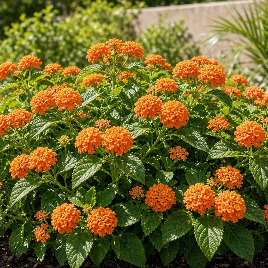Lantana 'Tangerine' live plant pack of 2