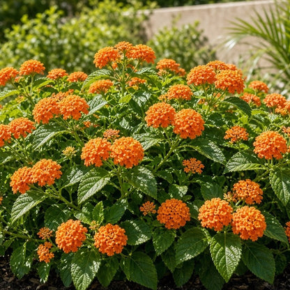 Lantana 'Tangerine' live plant pack of 2