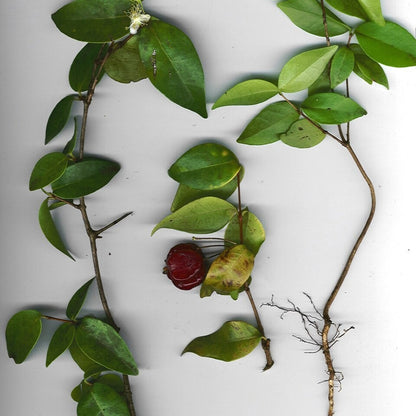 Surinam Cherry live plant from Florida Plants Nursery