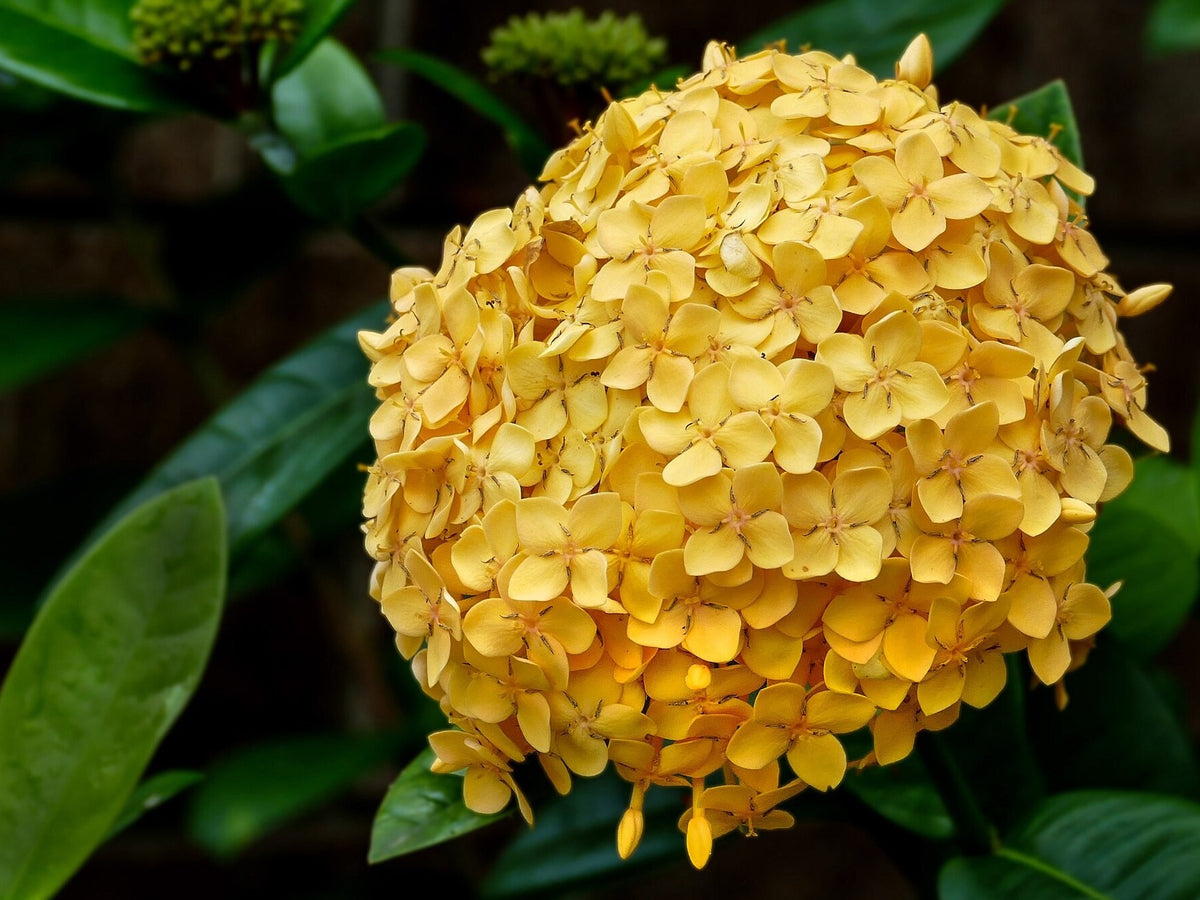 Ixora 'Maui Yellow' live plant from Florida Plants Nursery