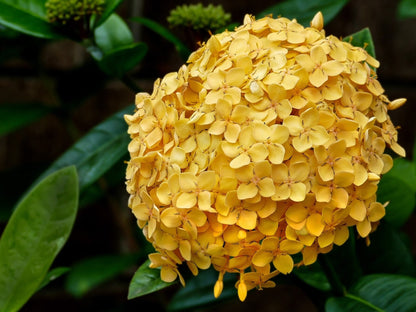 Ixora 'Maui Yellow' live plant from Florida Plants Nursery