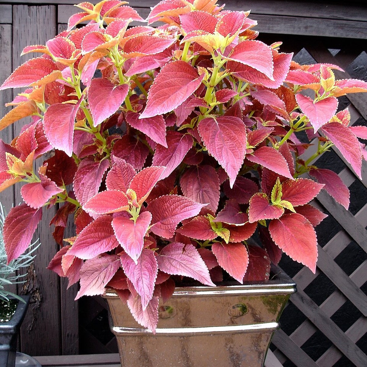 Coleus 'Alabama Sunset' live plant pack of 2