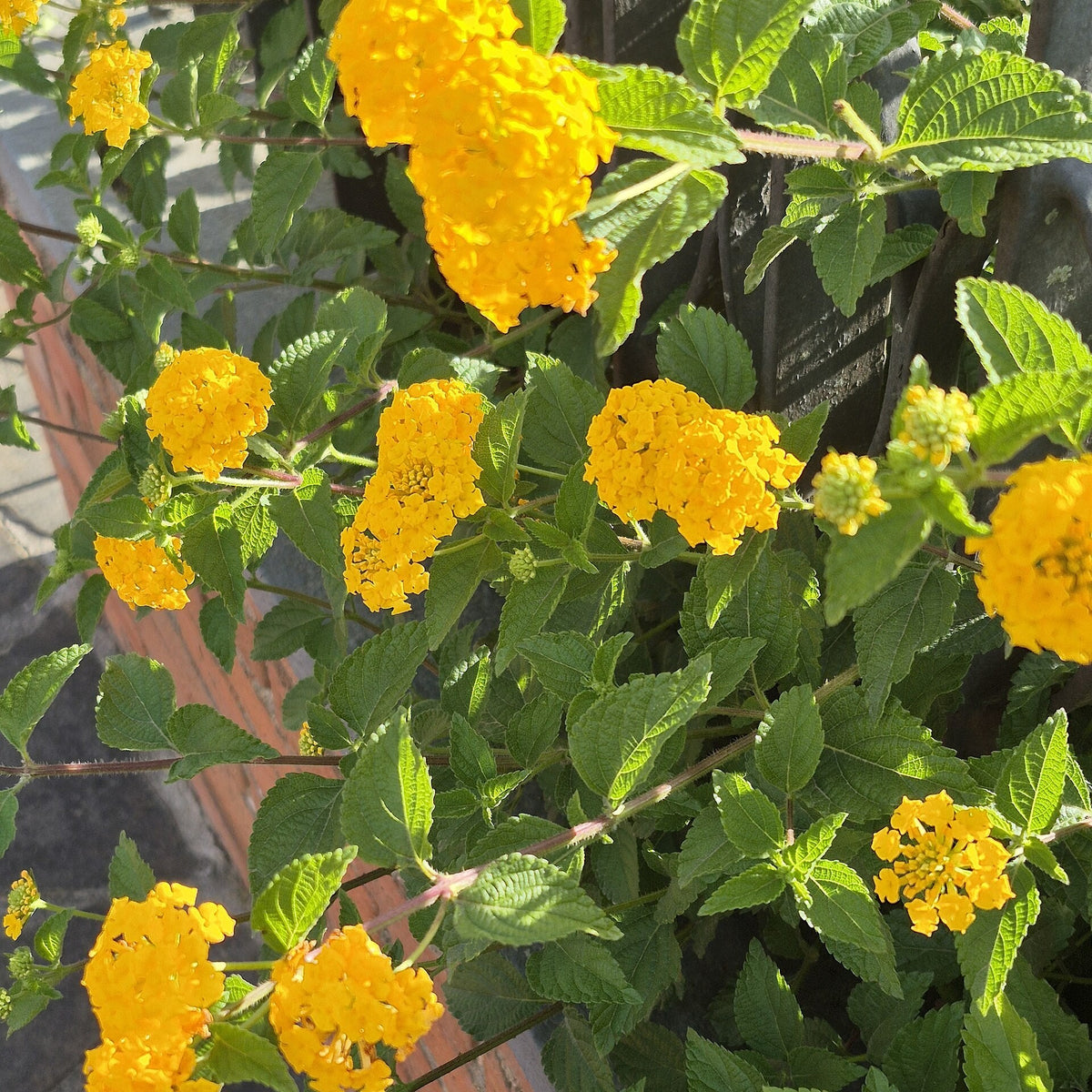 Lantana 'Changing Times' bare-root starter plant