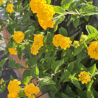 Lantana 'Changing Times' bare-root starter plant