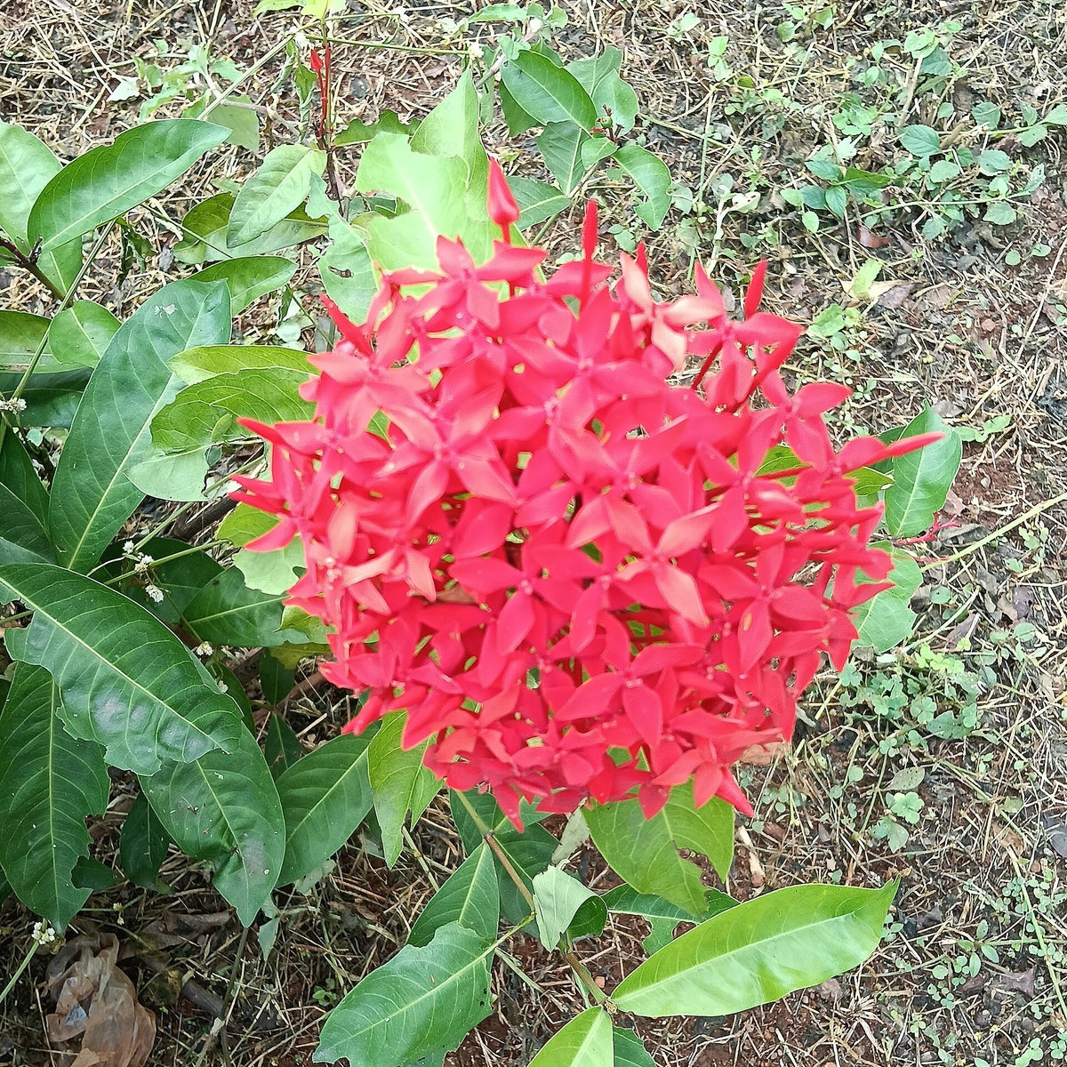 Ixora 'Maui Red' live plant pack of 2