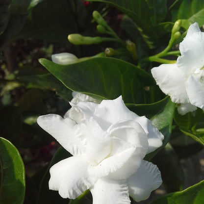 Jasminum sambac 'Mysore Mullai' live plant ready to ship