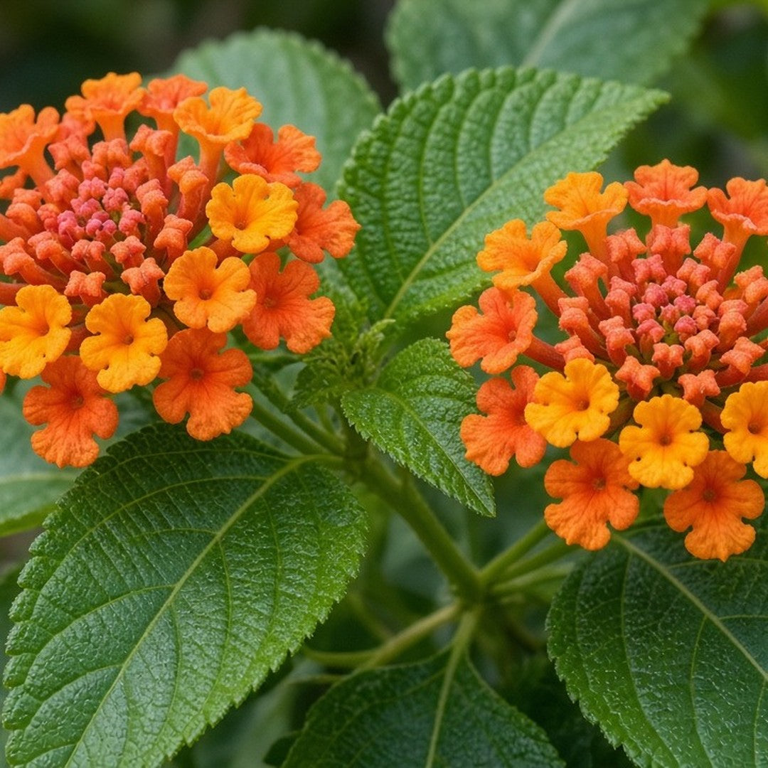 Lantana 'Tangerine' bare-root starter plant