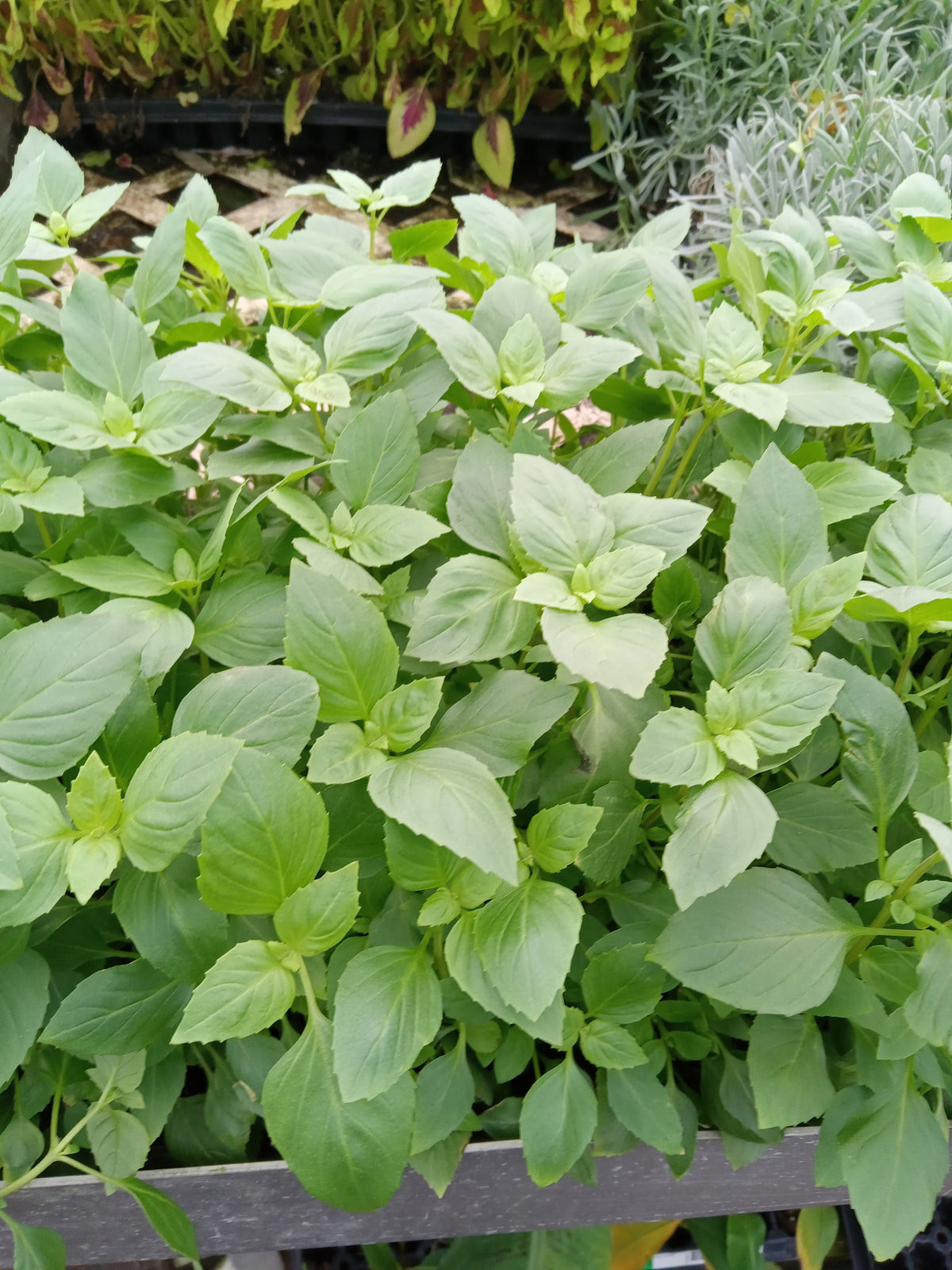 Greek Basil live plant for sale