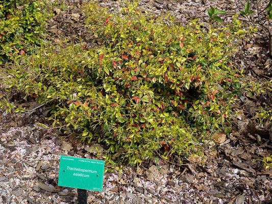 Asiatic Jasmine bare-root starter plant