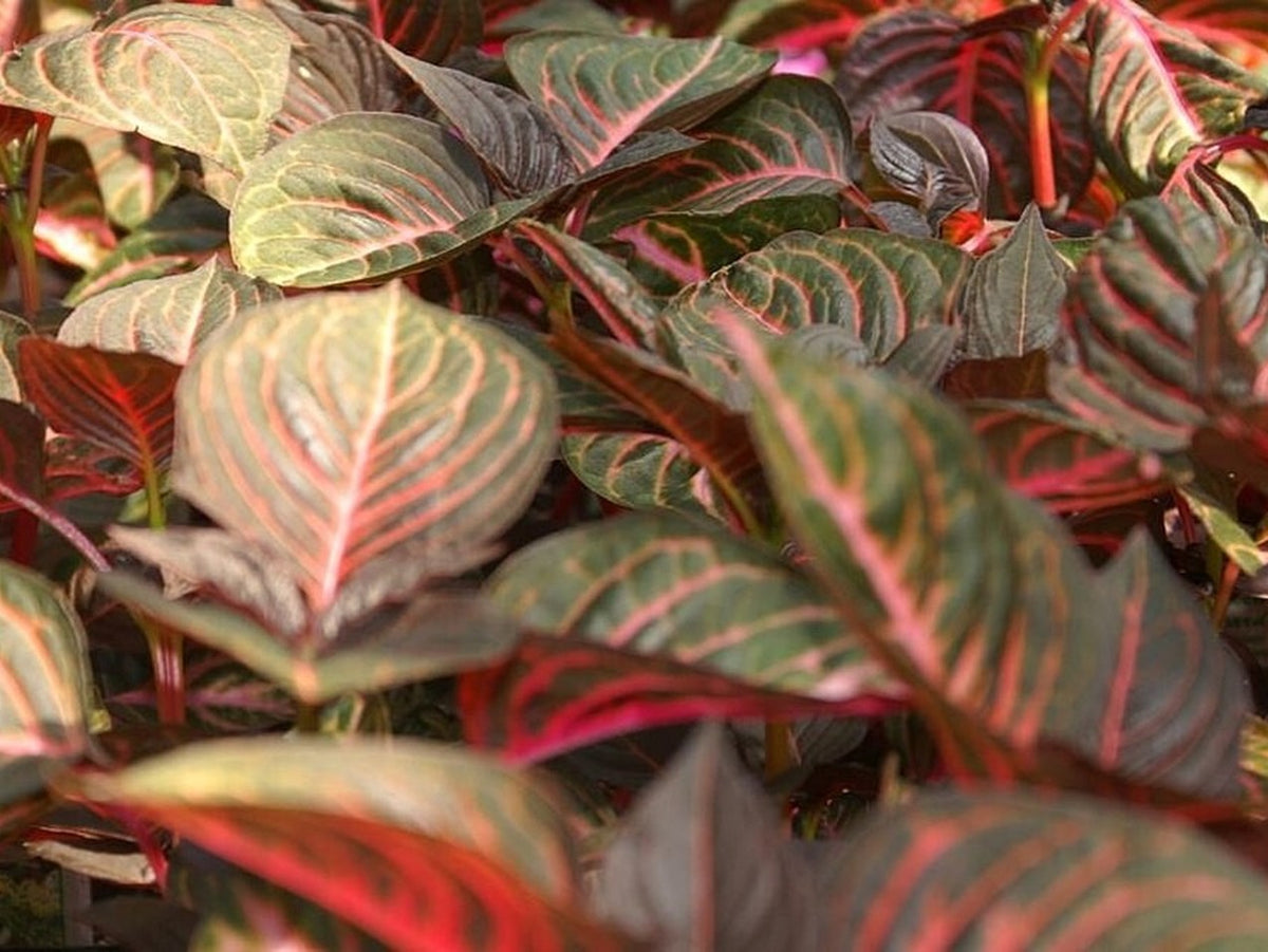 Iresine 'BloodLeaf' live plant pack of 2