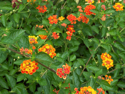 Lantana 'Radiation' live plant ready to ship