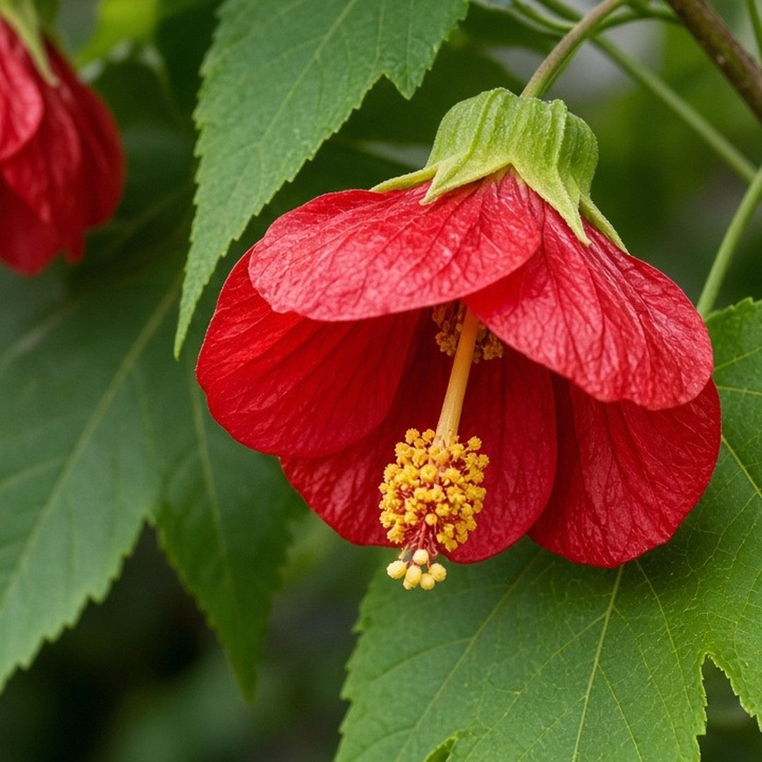 Abutilon 'Red' (Flowering Maple) live plant for sale