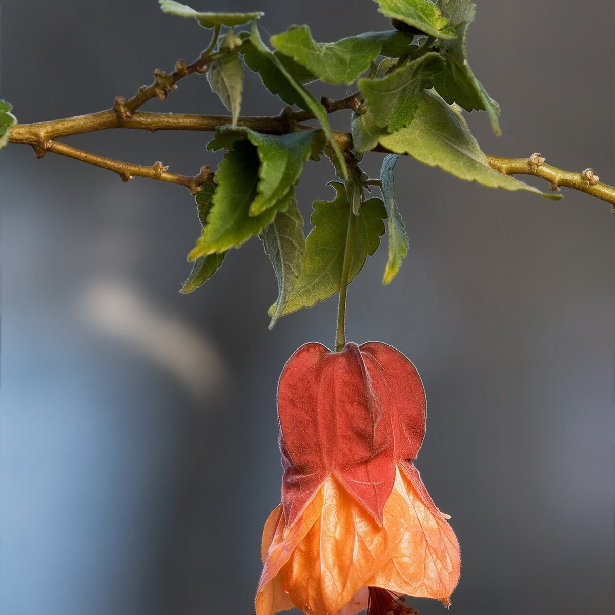 Abutilon 'Apricot' (Flowering Maple) live plant pack of 2