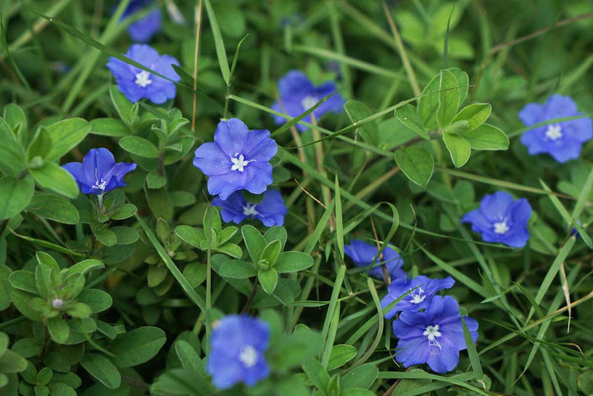 Evolvulus 'Beach Bum Dwarf' bare-root starter plant