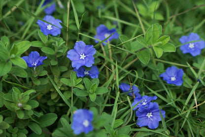 Evolvulus 'Beach Bum Dwarf' bare-root starter plant