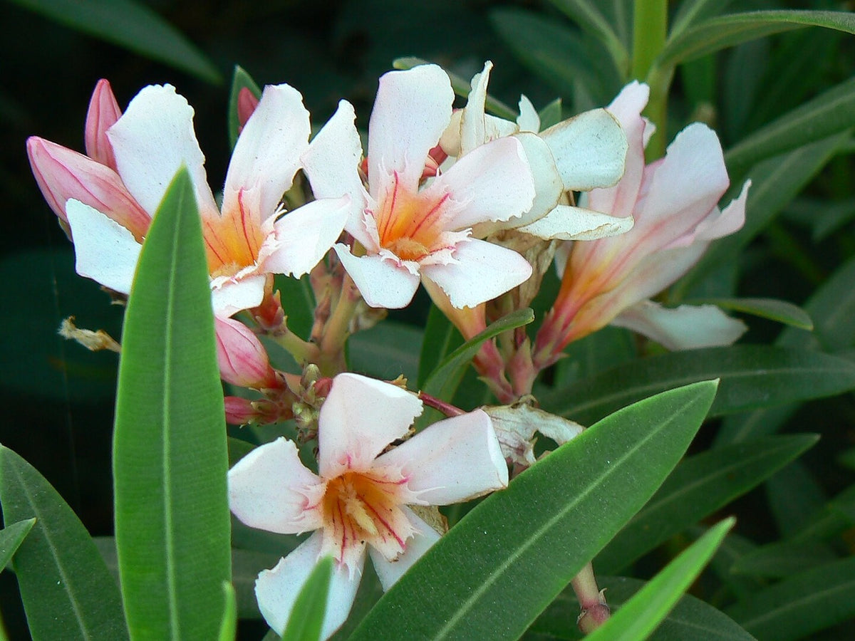 Dwarf Oleander 'Salmon' live plant for sale