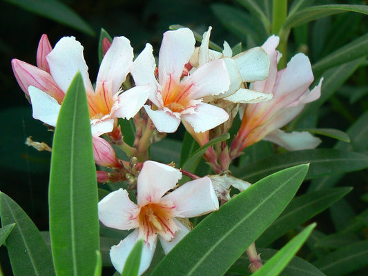 Dwarf Oleander 'Salmon' live plant for sale