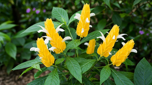 Yellow Shrimp Plant live plant for sale