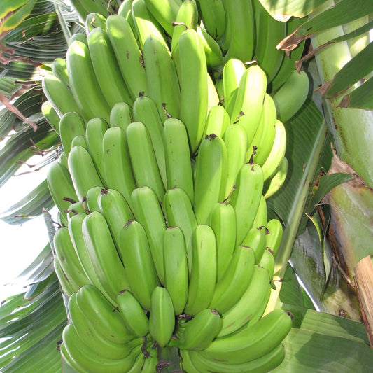 Banana 'Double Mahoi' bare-root starter plant