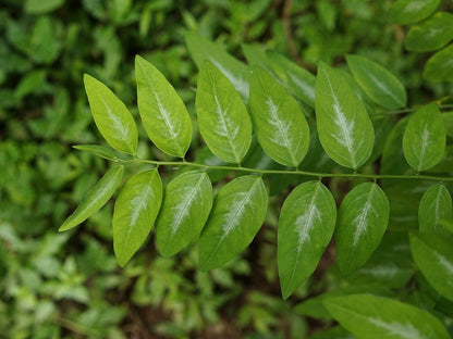 Katuk (Sauropus androgynus) bare-root starter plant
