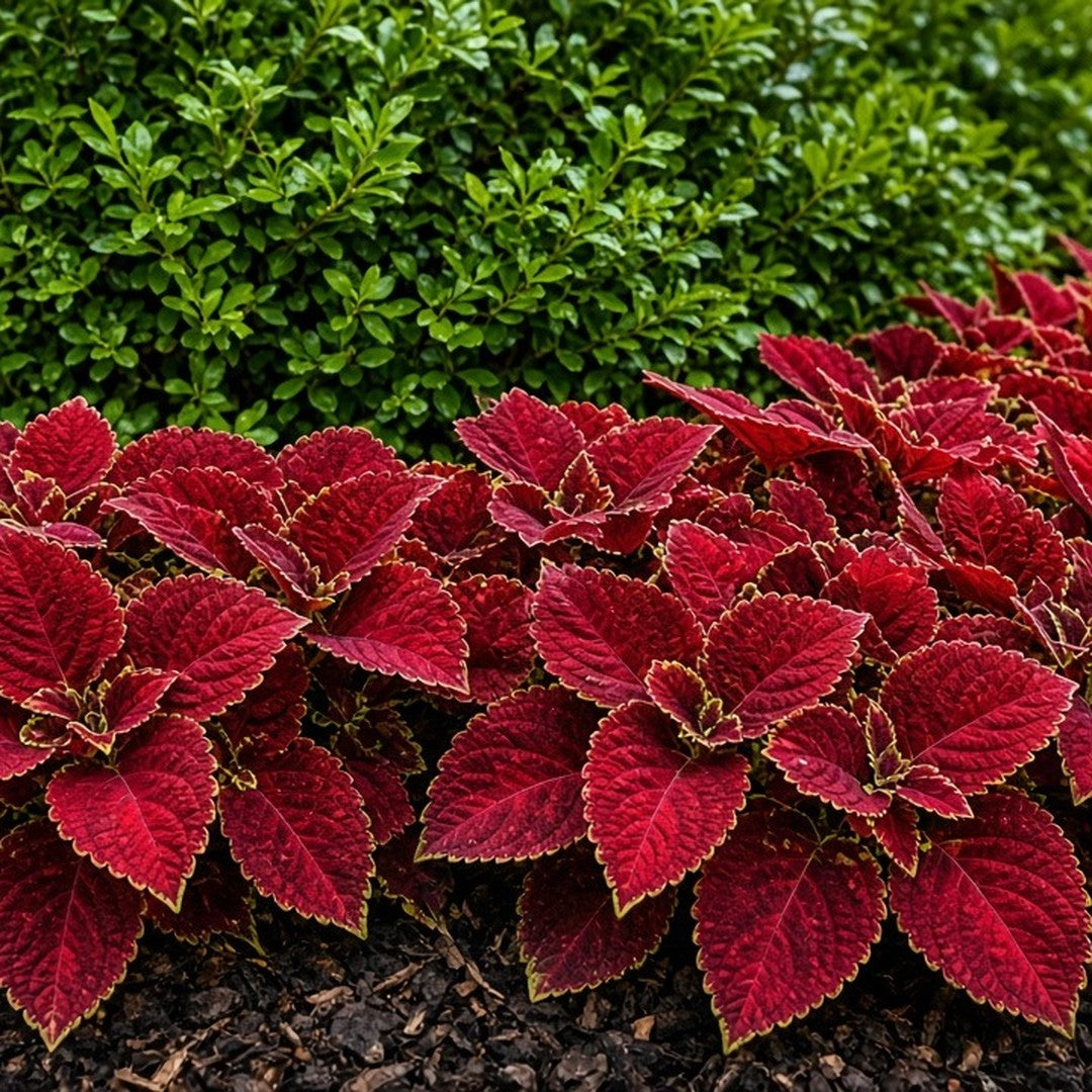 Coleus 'Red Coat' live plant for sale