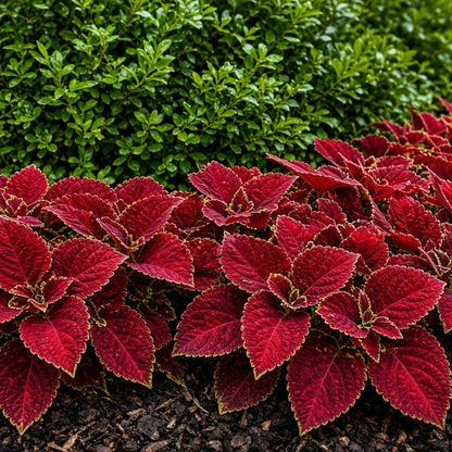 Coleus 'Red Coat' live plant for sale