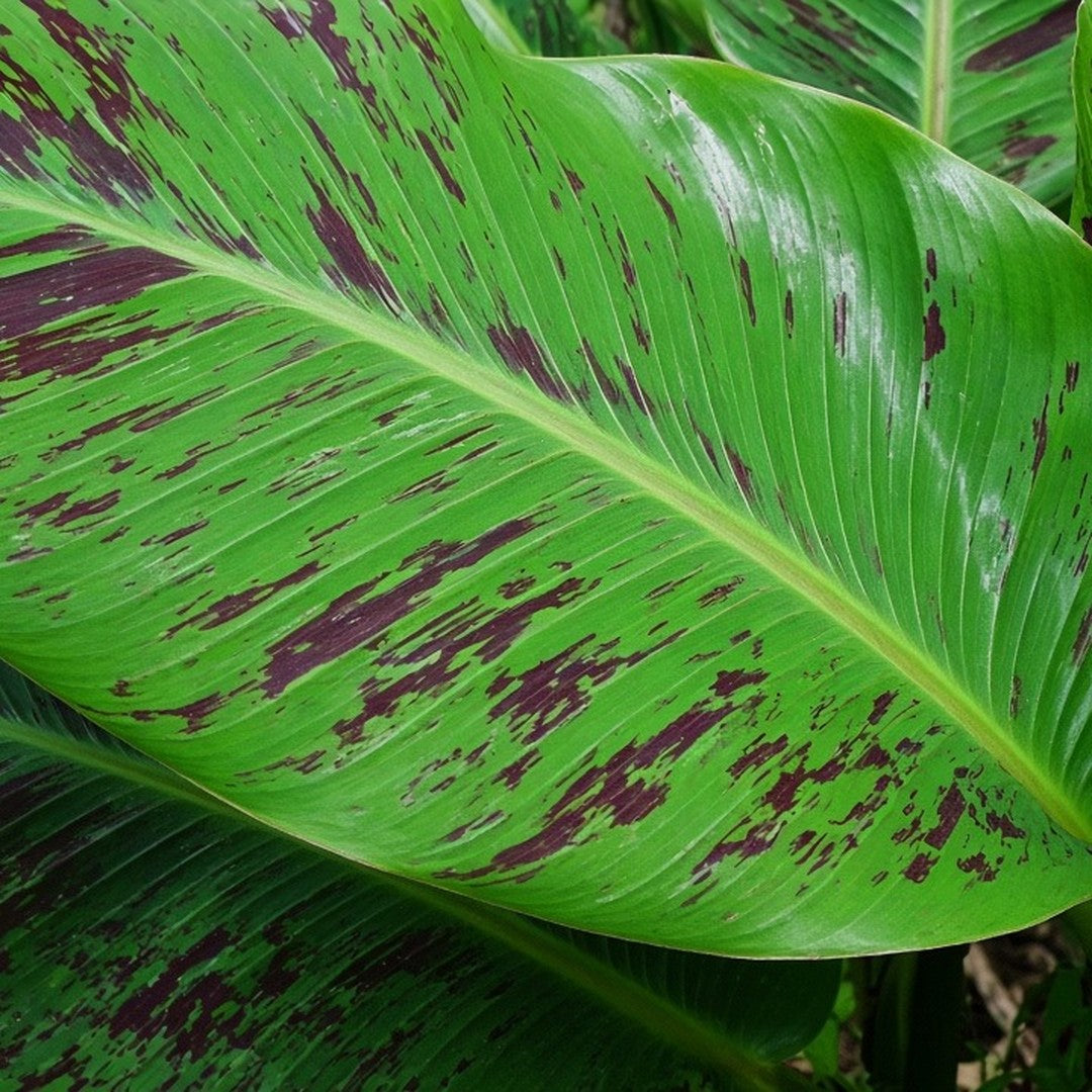 Banana 'Tropicana' live plant from Florida Plants Nursery